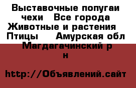 Выставочные попугаи чехи - Все города Животные и растения » Птицы   . Амурская обл.,Магдагачинский р-н